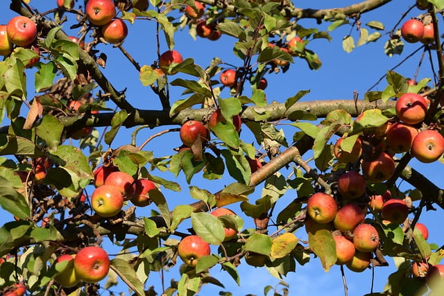 Obstbaum sammelbestellung