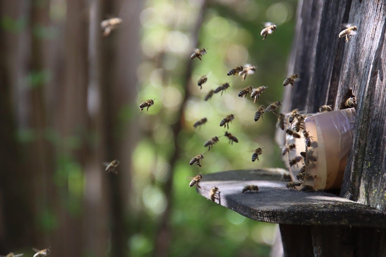 Bienenstock