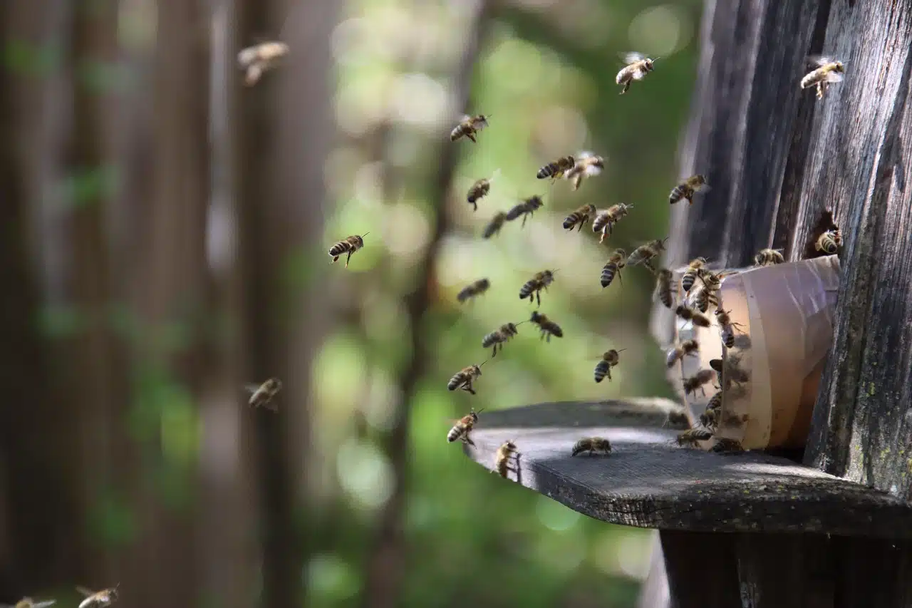 Bienenstock